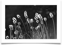 Wild bit of the garden - Martin Ellison